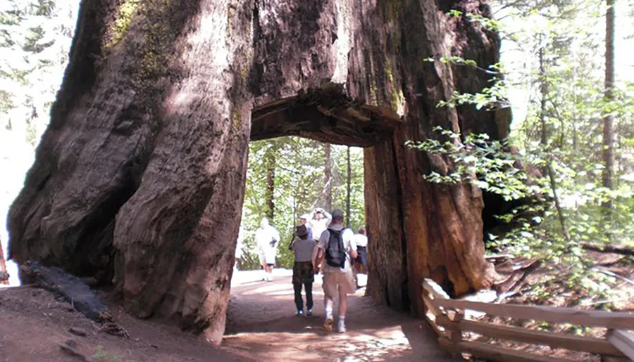 The image shows visitors walking through a large, naturally formed tunnel in the trunk of a giant sequoia tree in a forest.