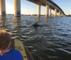 A child on a paddleboard observes a dolphin near a large bridge over water during sunset