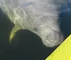 A manatee is swimming near the surface of the water by the side of a yellow boat or kayak
