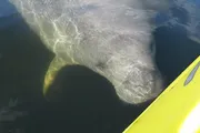 A manatee is swimming near the surface of the water by the side of a yellow boat or kayak.