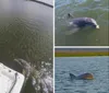 A dolphin is surfacing in murky green water