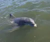 A dolphin is surfacing in murky green water