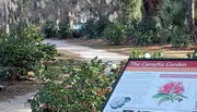 The image shows a serene garden pathway lined with lush camellia bushes and an informative sign titled 