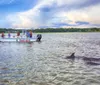 A boat named Island Explorer with passengers is on the water near two dolphins swimming close to the surface