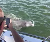 A person is taking a photo of a dolphin from the side of a boat