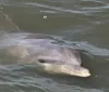 A dolphin is swimming close to the side of a boat greeting the excited passengers onboard