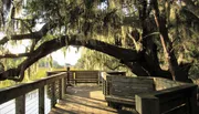 A tranquil wooden boardwalk framed by a majestic tree draped with Spanish moss basks in warm sunlight.