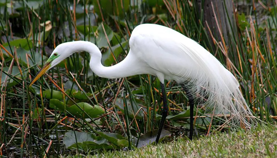 A great egret is poised gracefully at the water's edge among wetland vegetation.