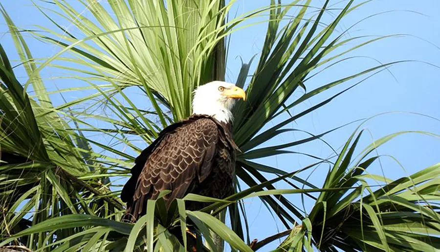 A bald eagle perches amidst the fronds of a palm tree against a clear blue sky.