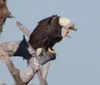 An osprey is perched on a tree branch holding a fish in its talons