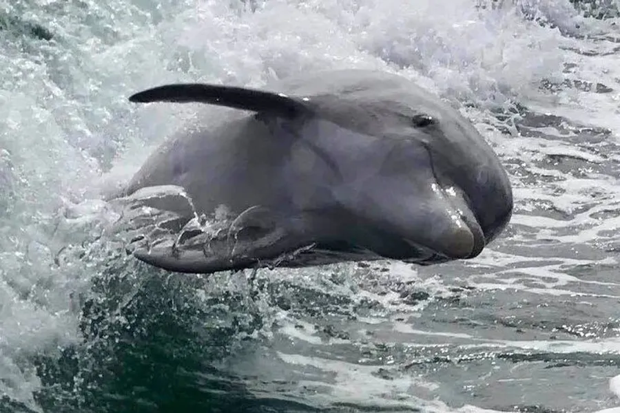 A dolphin appears to be leaping amidst the churning waves of the ocean.