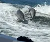 Two dolphins are leaping out of the water alongside a moving boat