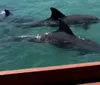 Several dolphins are swimming near the surface of the water next to a boat with a visible red railing
