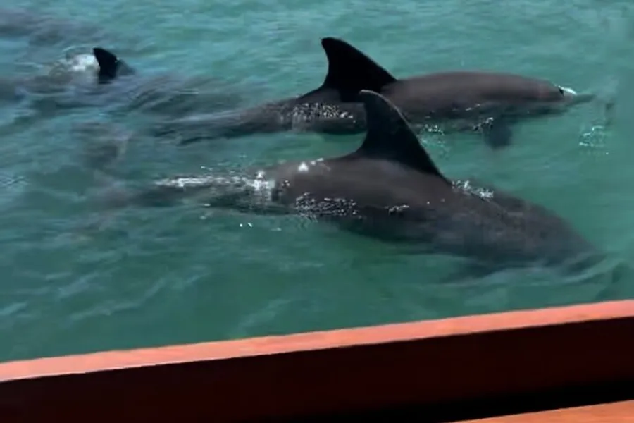 Several dolphins are swimming near the surface of the water, next to a boat with a visible red railing.