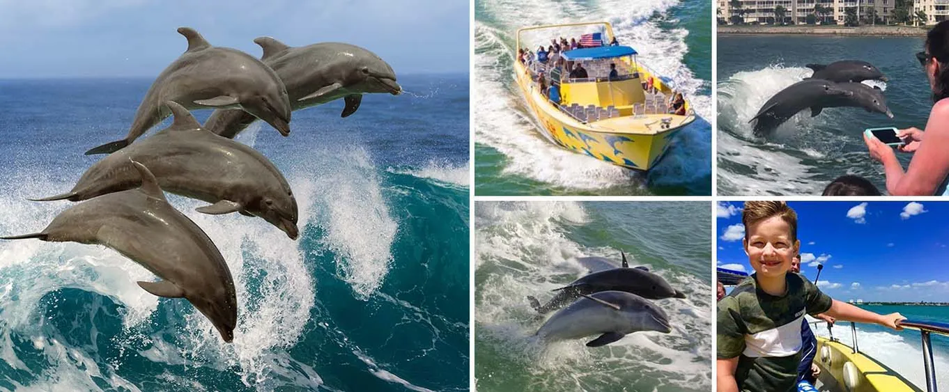 2 Hour Dolphin Tour and Speedboat Ride