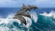 A group of dolphins is leaping energetically out of the ocean waves.