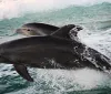 Two dolphins are leaping out of the ocean waves side by side
