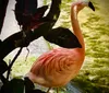 A flamingo stands gracefully beside a body of water partially framed by dark foliage