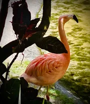 A flamingo stands gracefully beside a body of water, partially framed by dark foliage.