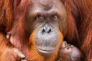 An orangutan mother gently holds her infant, showcasing a tender moment of primate motherhood.