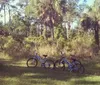 Three bicycles are parked on grass amidst a backdrop of lush greenery and tall trees