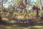 Three bicycles are parked on grass amidst a backdrop of lush greenery and tall trees.