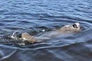 A manatee is visible at the surface of the water, showing its snout and part of its back.