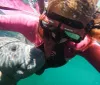A person in a pink wetsuit is snorkeling underwater close to a large sea turtle