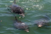 Three dolphins are swimming near the surface of greenish water.