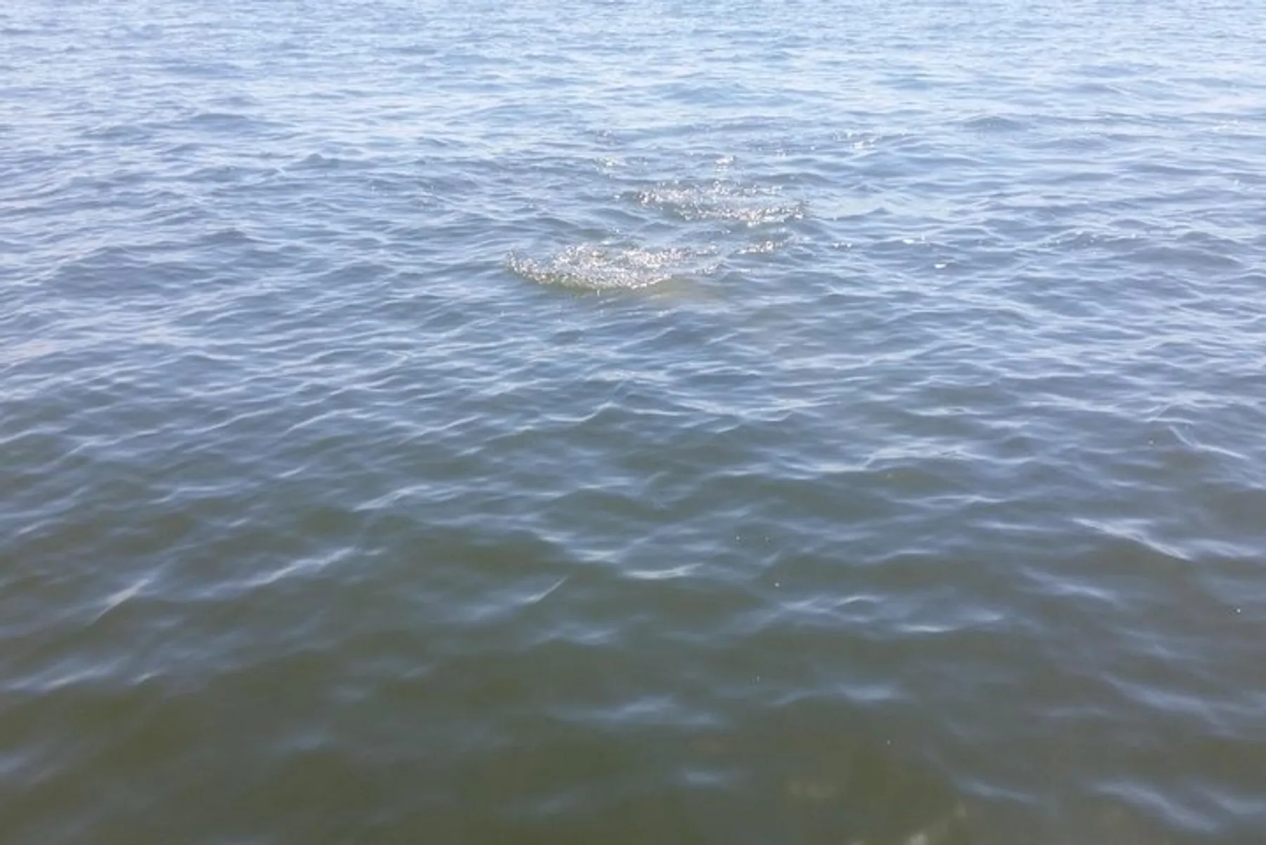 The image shows a calm expanse of water with light ripples and a small area where the surface is disturbed, possibly by a submerged object or aquatic creature.