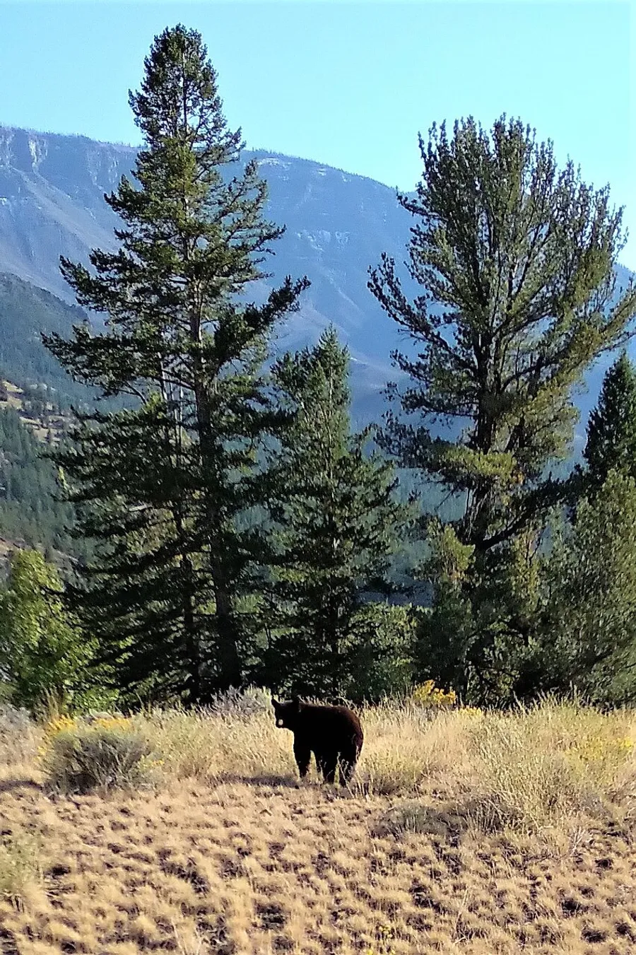 A bear is seen wandering through a grassy clearing with a backdrop of tall trees and mountainous terrain.