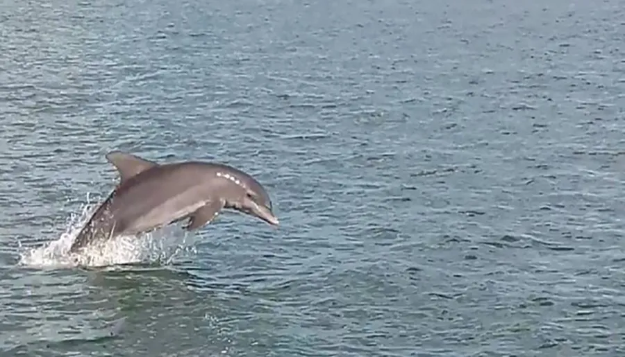 A dolphin is leaping out of the water in this image.