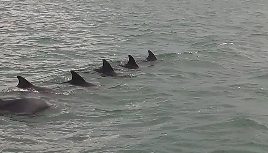 A pod of dolphins is swimming close together, with their dorsal fins protruding above the surface of the ocean water.