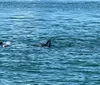 The image shows a dolphin emerging from the water with its head and dorsal fin visible above the surface