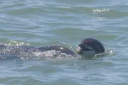 The image shows a dolphin emerging from the water with its head and dorsal fin visible above the surface.