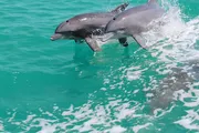 Two dolphins are leaping out of the turquoise water, creating splashes.