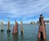 Several pelicans are perched atop wooden pilings in a calm blue coastal waterway with clear skies above and buildings in the distance