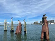 Several pelicans are perched atop wooden pilings in a calm blue coastal waterway, with clear skies above and buildings in the distance.