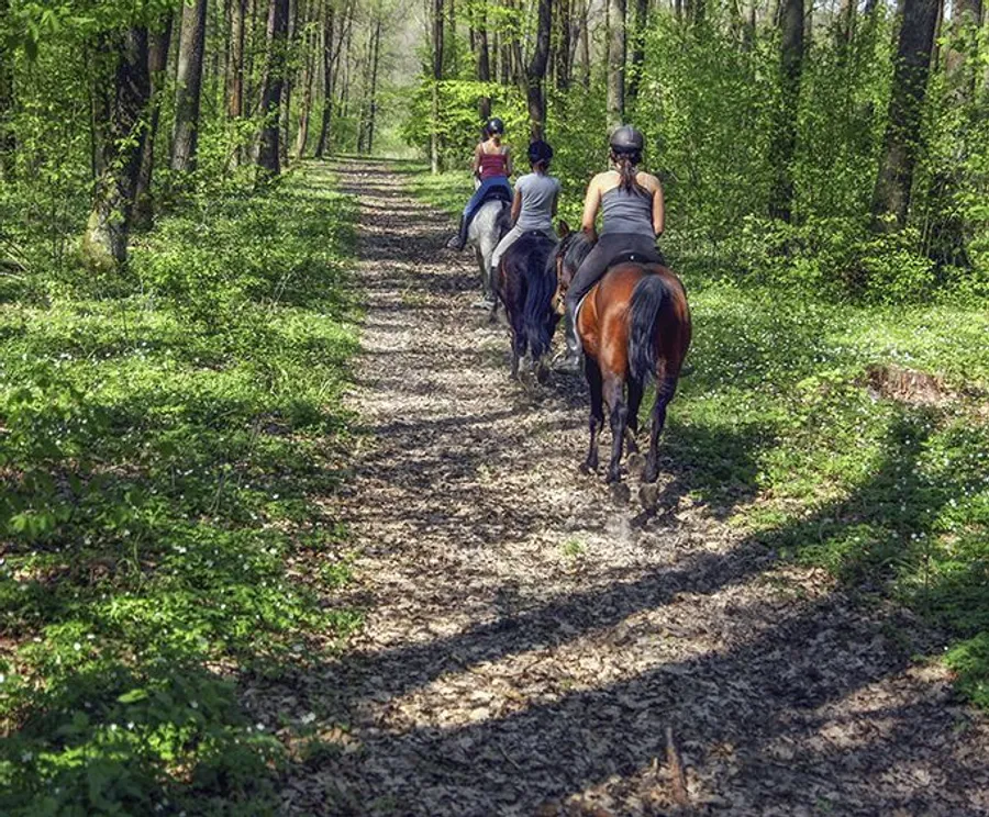 A group of horseback riders is traveling along a forest trail on a sunny day.