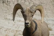 A bighorn sheep stands facing the camera, displaying its curved horns and a bit of vegetation in its mouth.
