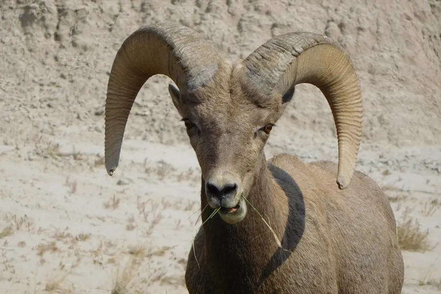 Young male Bighorn Sheep, Badlands National Park
  (1)