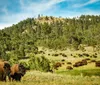 A herd of bison grazes in a verdant field with a backdrop of a forested hill under a blue sky