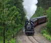 An old-fashioned steam locomotive is pulling red passenger cars along a curving track through a pine forest
