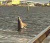 A dolphin is breaching near a waterfront with buildings and a bridge in the background