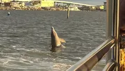 A dolphin is breaching near a waterfront with buildings and a bridge in the background.