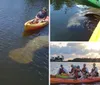 Two kayakers are paddling near a large manatee visible under the clear water