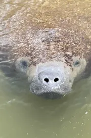 A manatee is peeking its nostrils above the water surface.