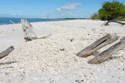 The image shows a serene beach with scattered driftwood and shells, clear skies, and a distant view of the shoreline and trees.