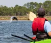 Two people wearing life vests are kayaking and watching a dolphin leap out of the water