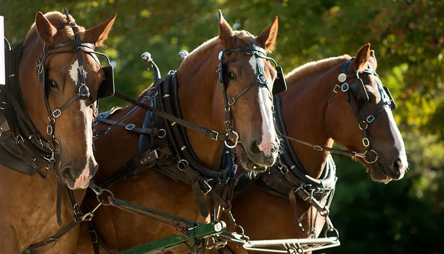 Three brown horses with harnesses are standing side by side, likely attached to a carriage out of view.
